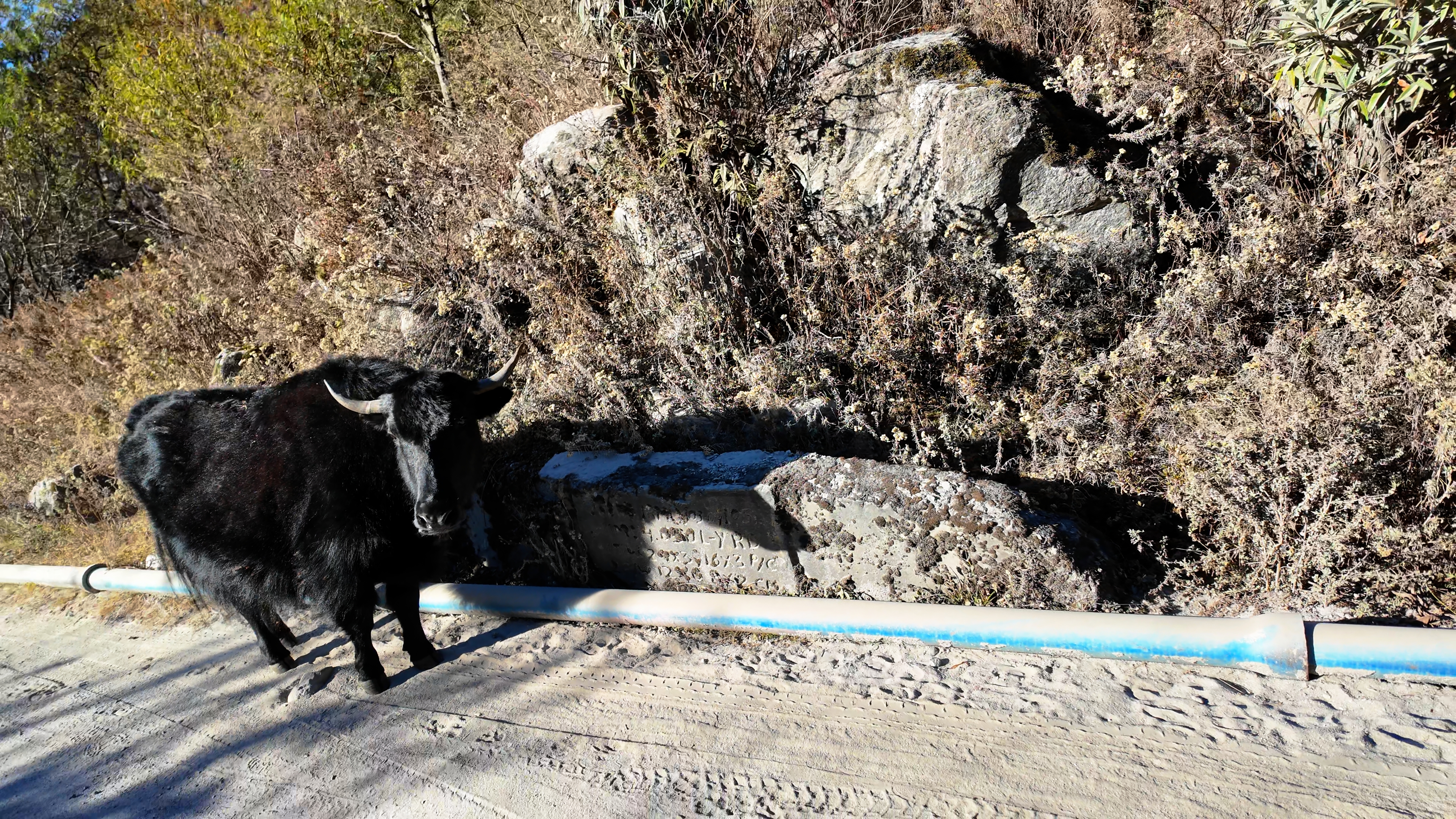 A yak spotted on the road to Zero Point