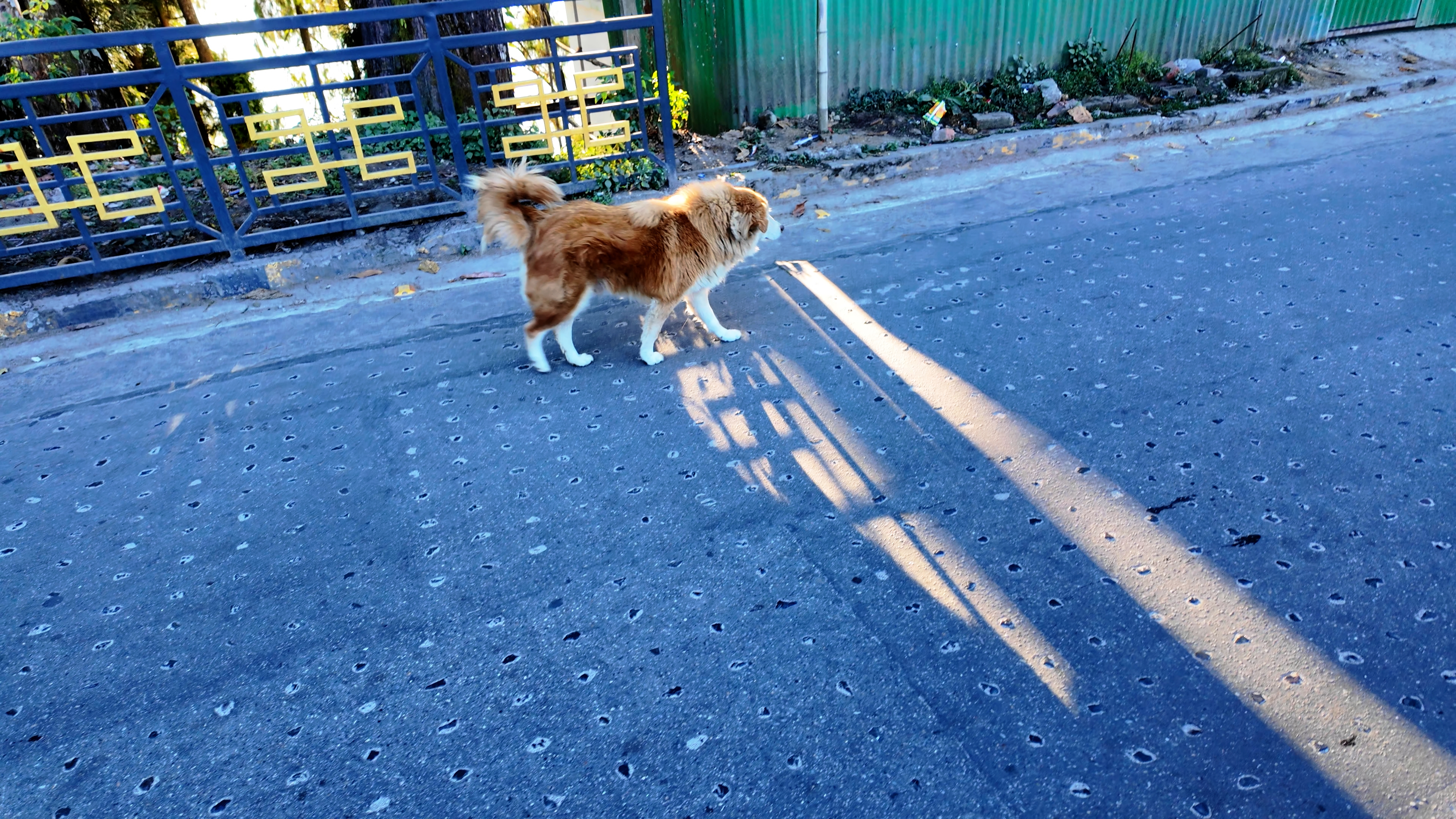 A fluffy local dog spotted around Gangtok