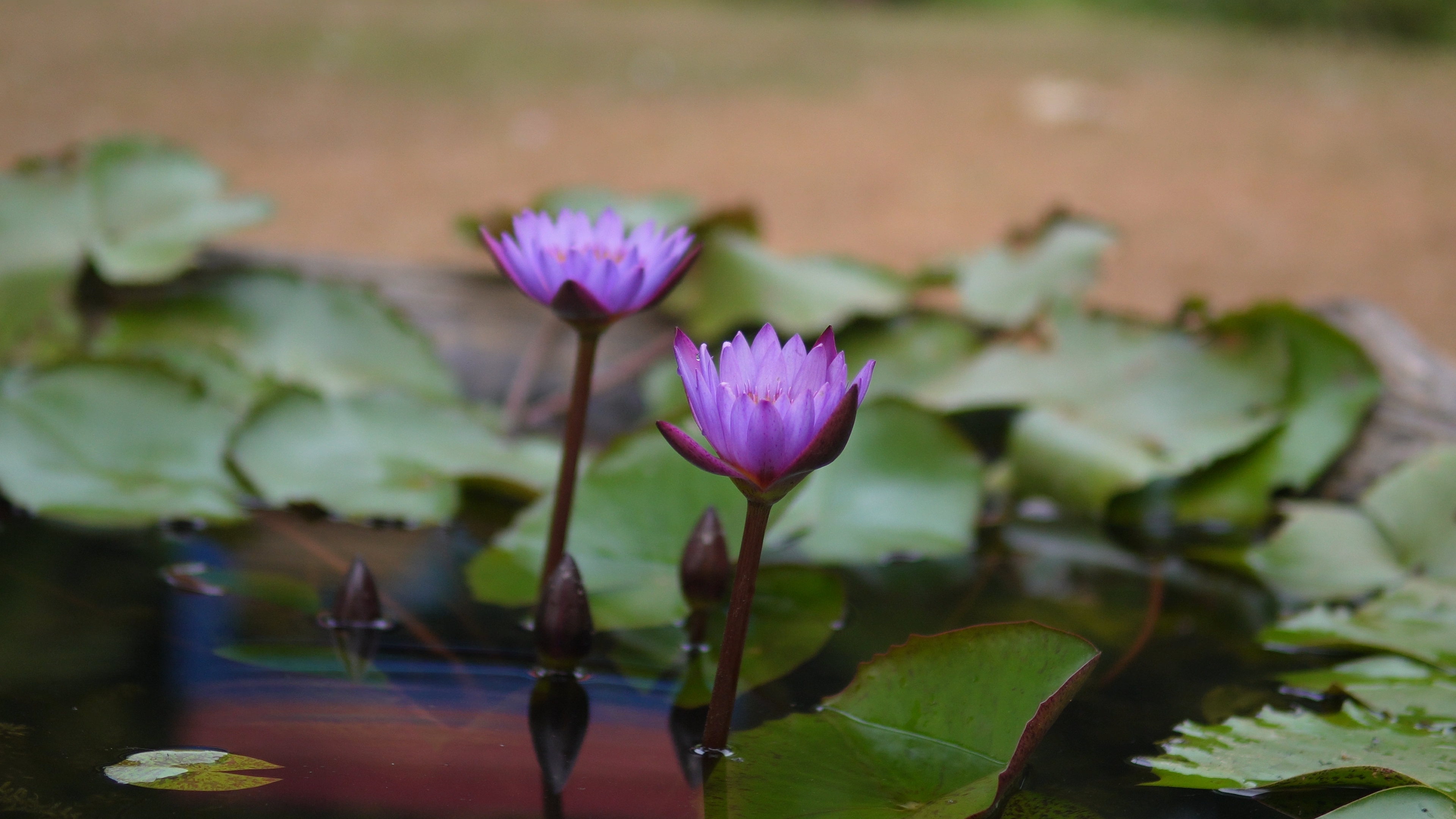 Lily flowers at the pond in the Japanese Garden