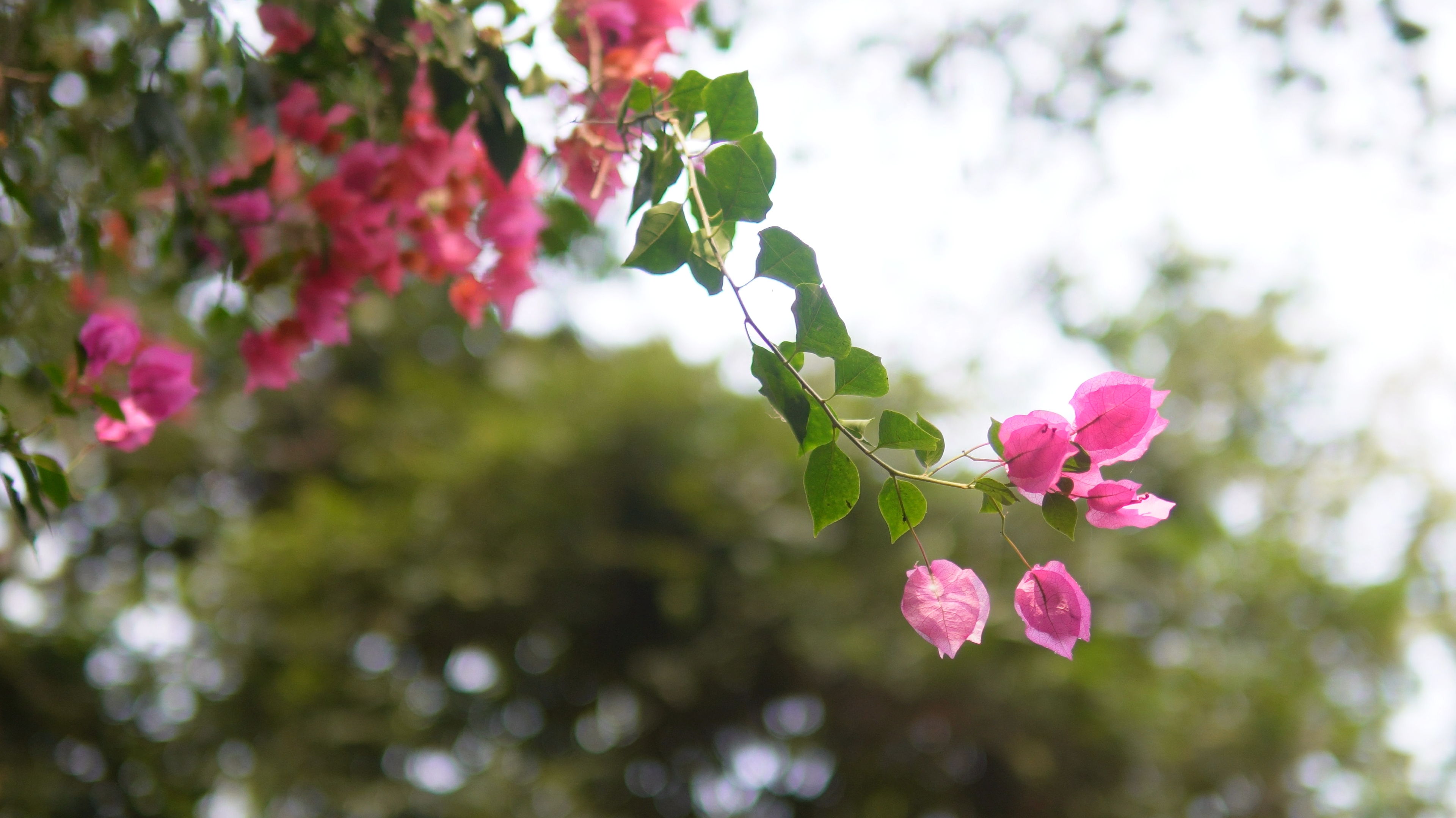 Bright bougainvillea flowers at the Evolution Garden