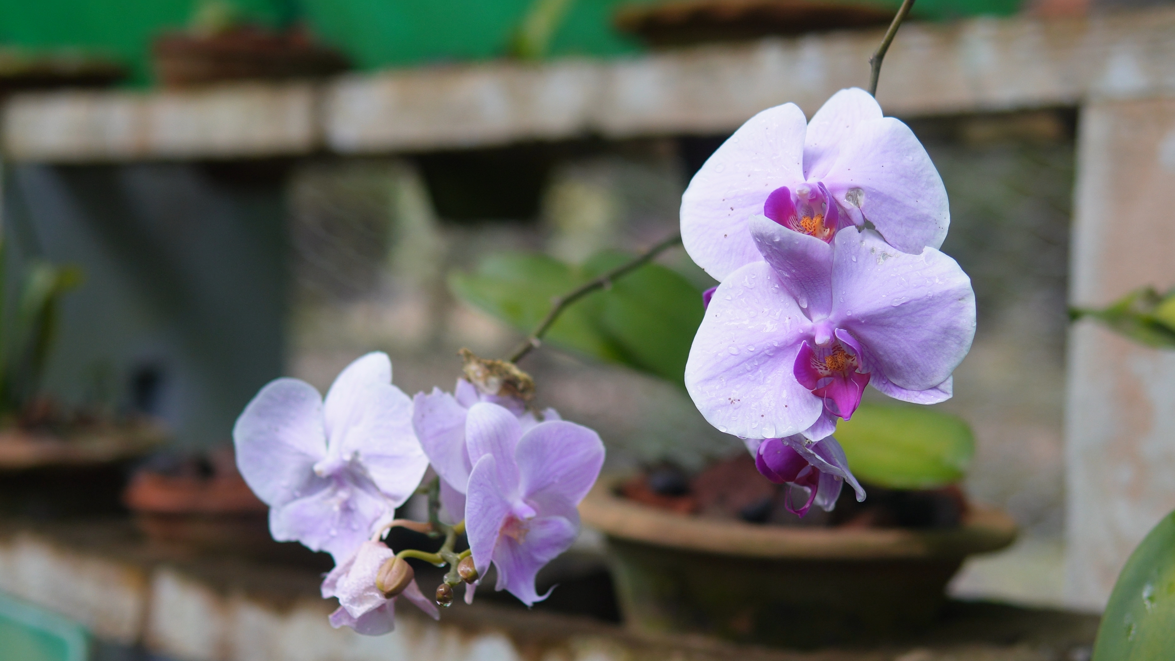 One of the few orchids in bloom at the Orchid House