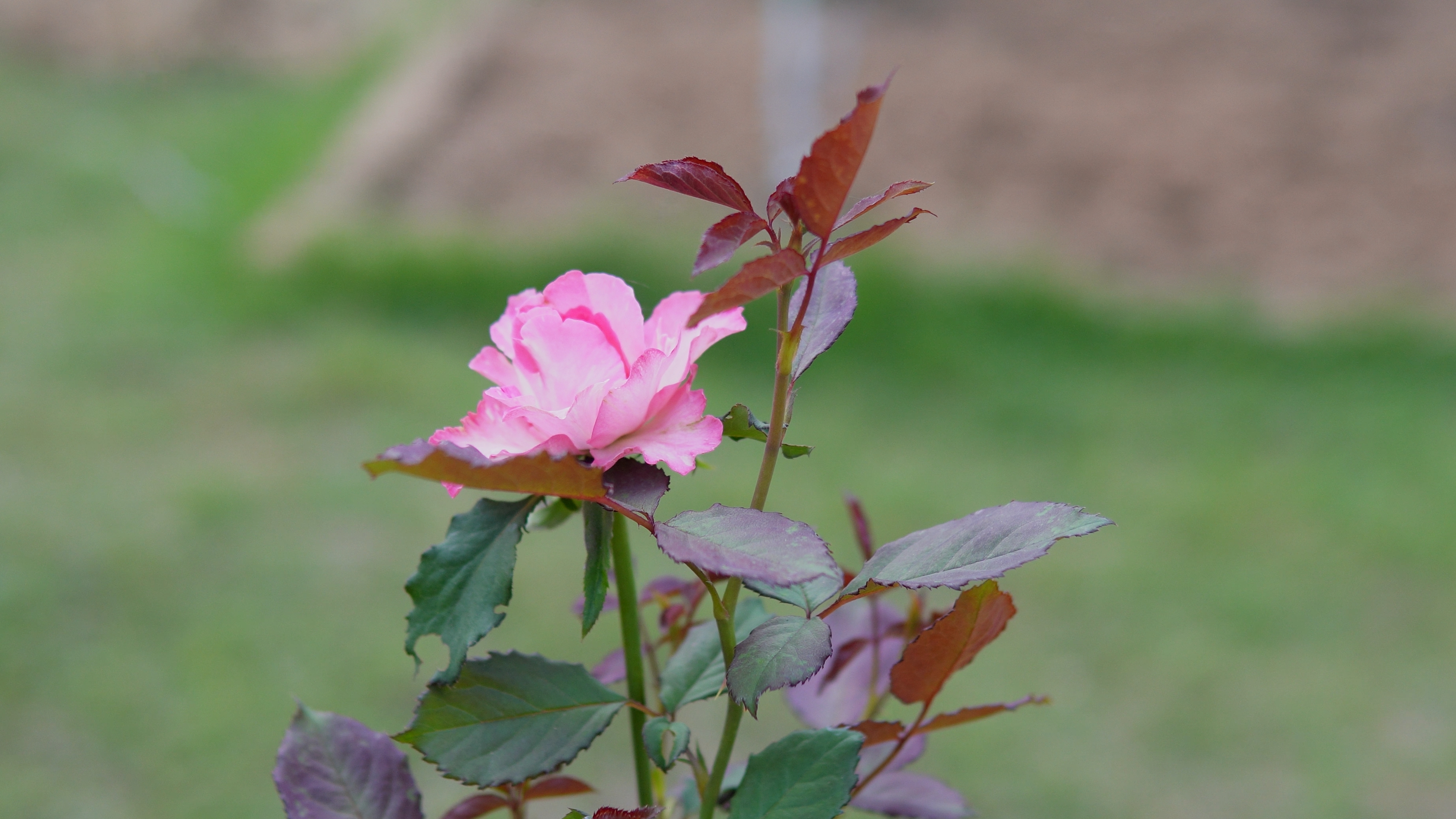 A different rose variety at the Rose Garden