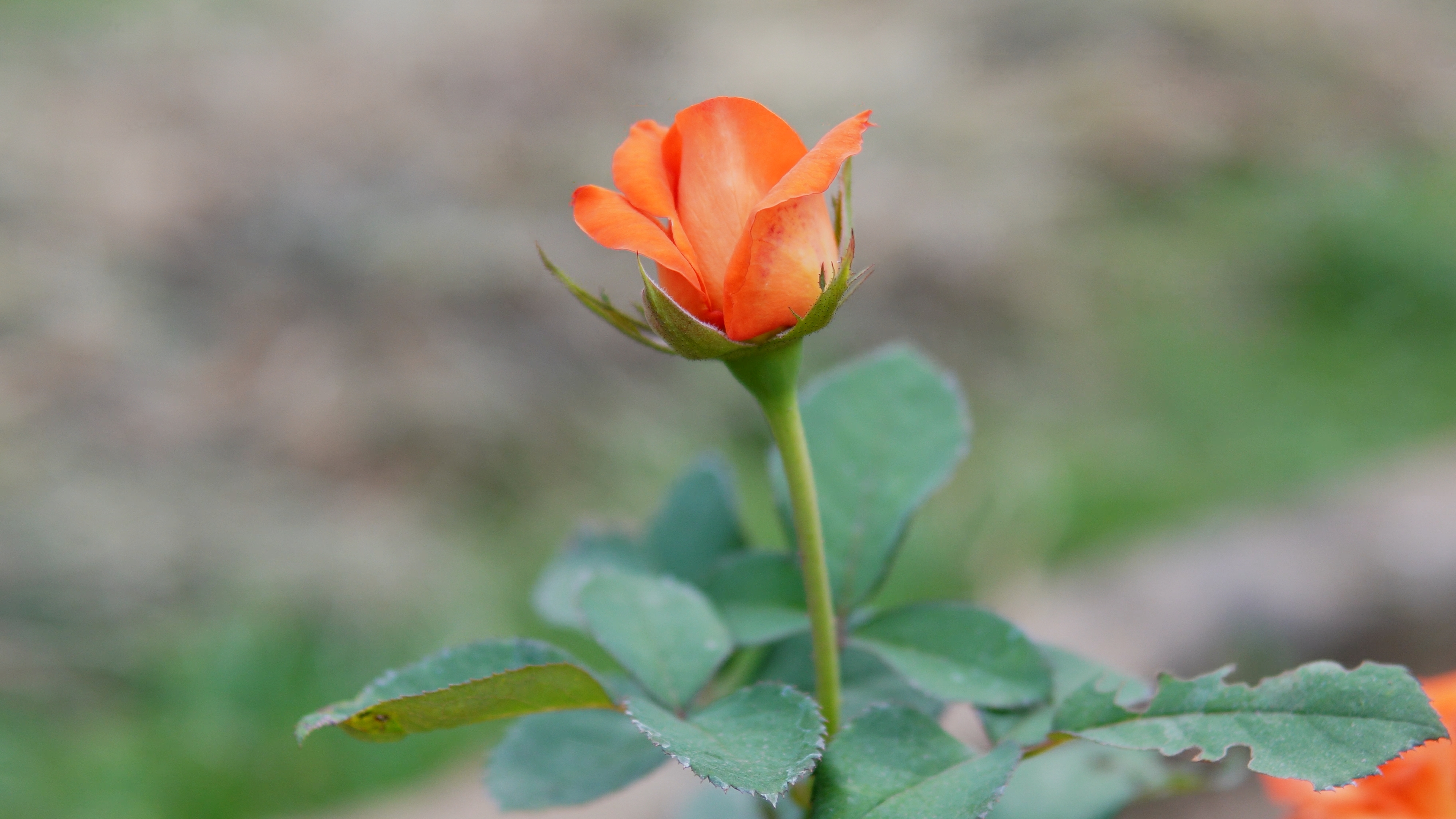 Close-up of a rose at the Rose Garden