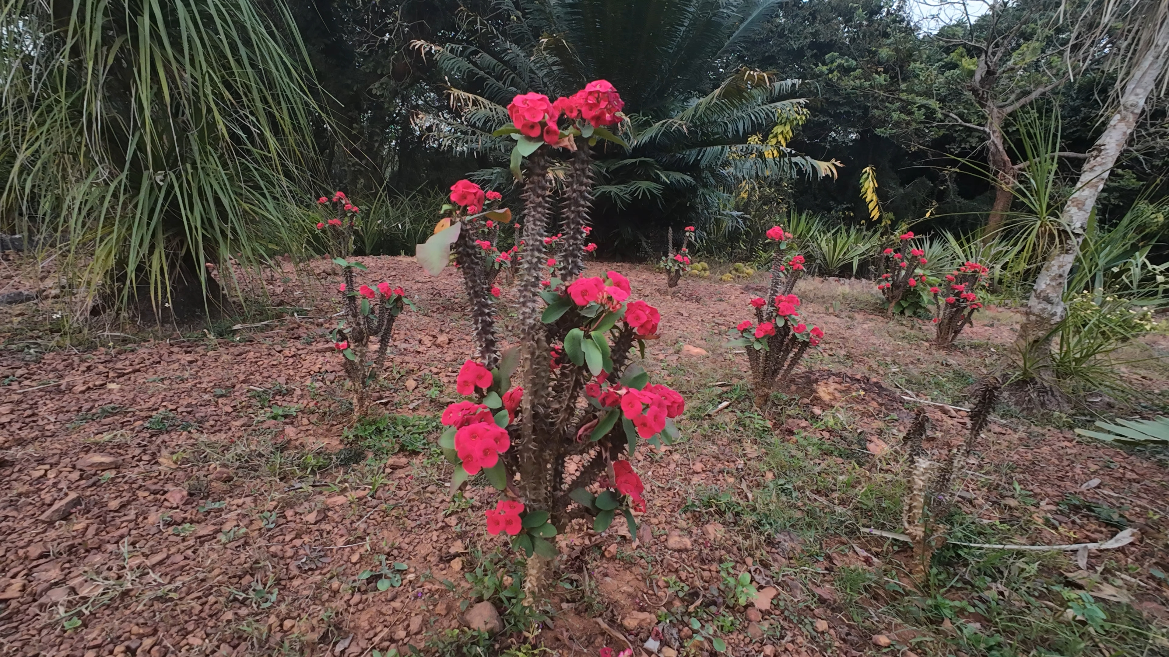 Low-water, cactus-family plants at the Dry Garden
