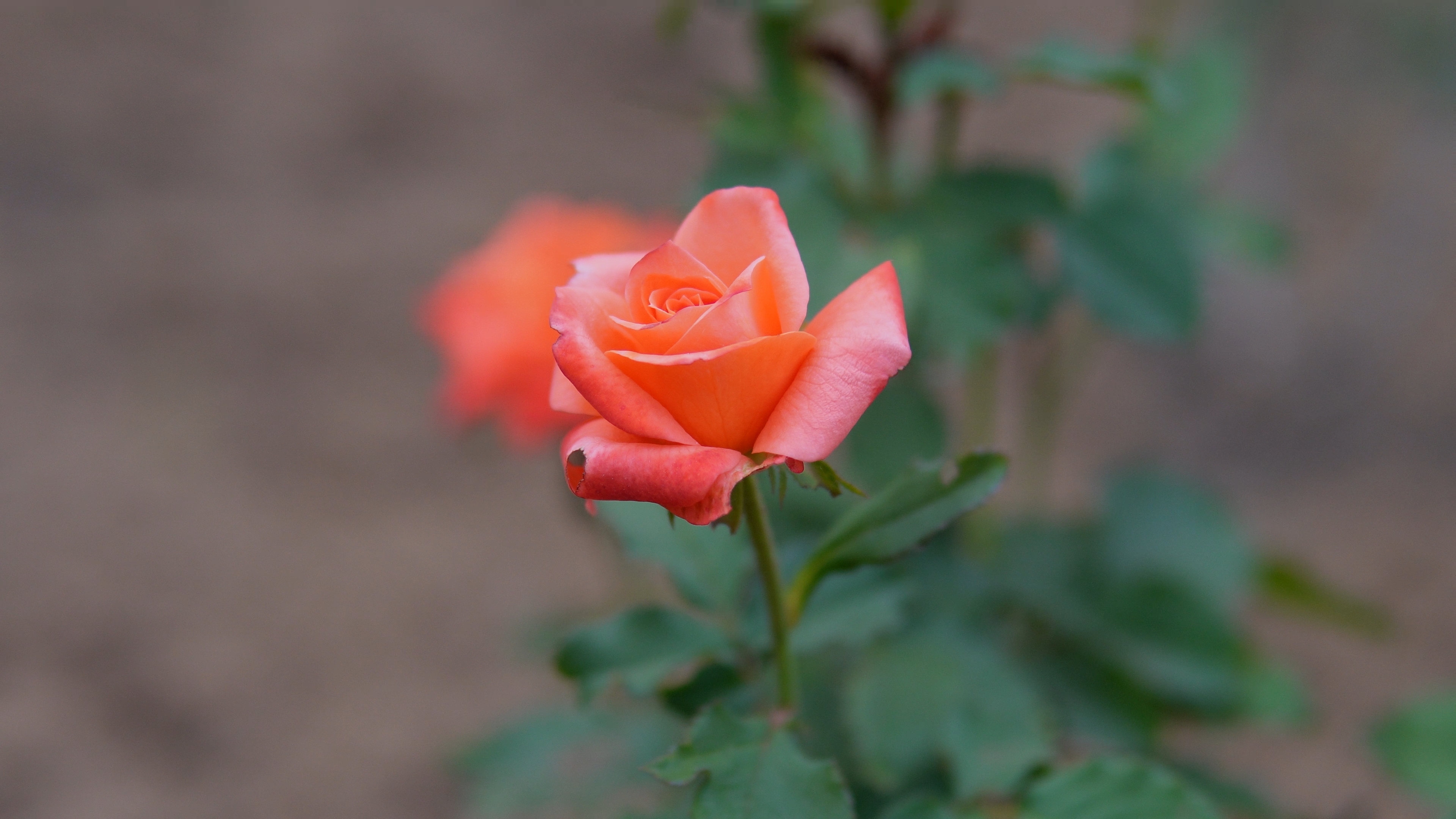 Rose flowers at the Rose Garden