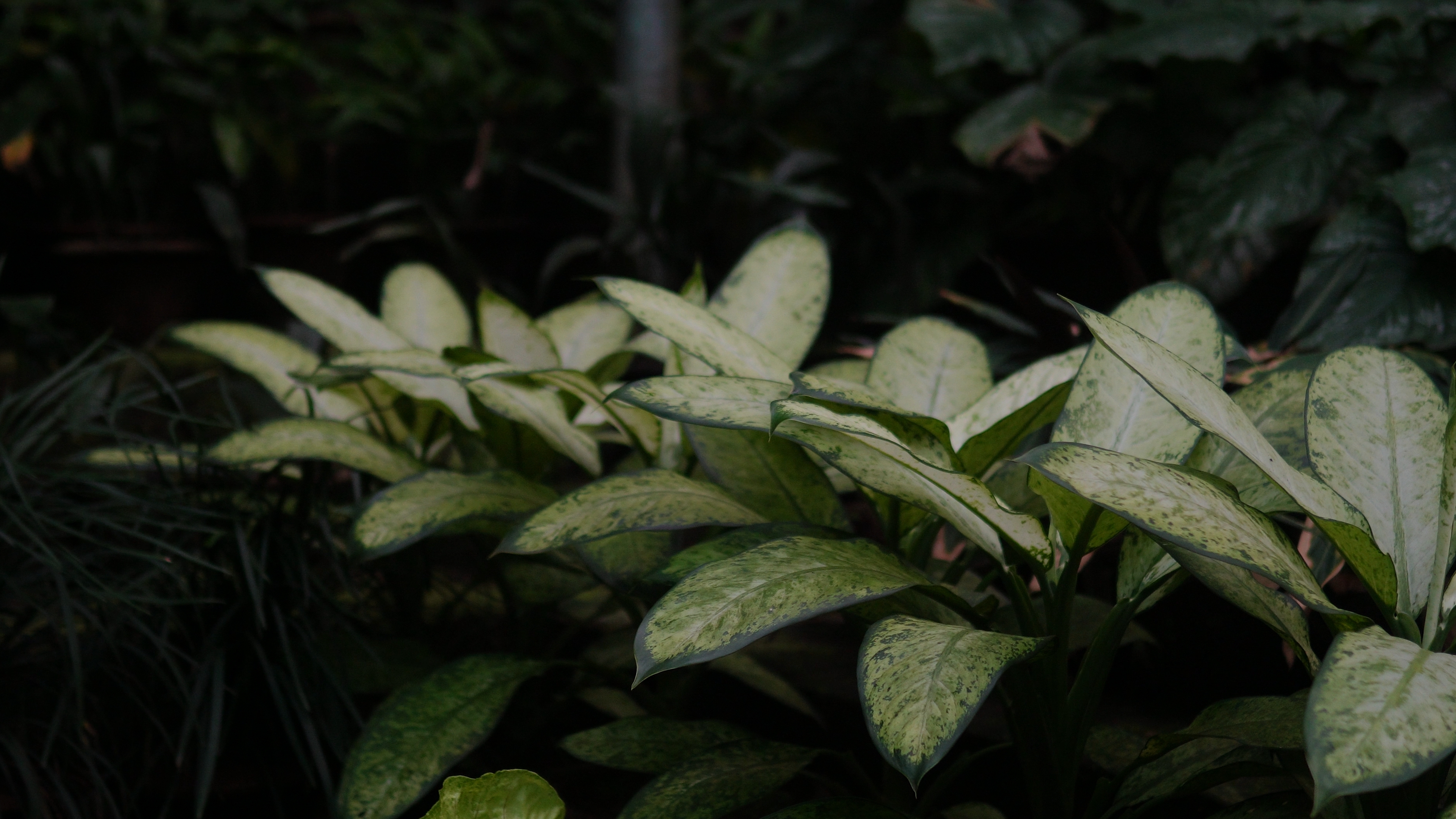 One of around 60 plant species inside the Green House