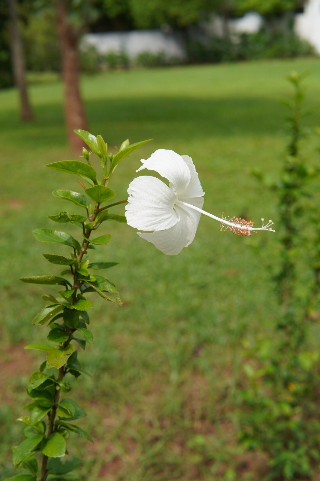 White hibiscus flower at Ekamra Kanan botanical garden